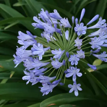 Agapanthus