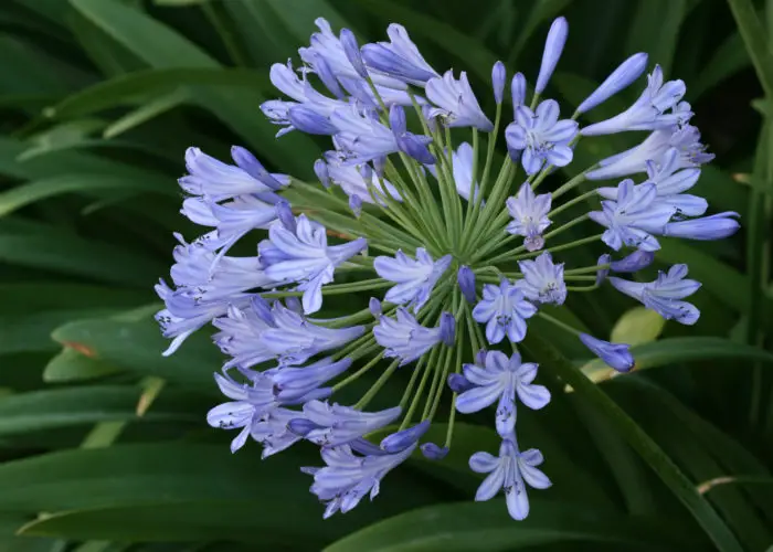 Agapanthus (African Lily; Lily of the Nile)