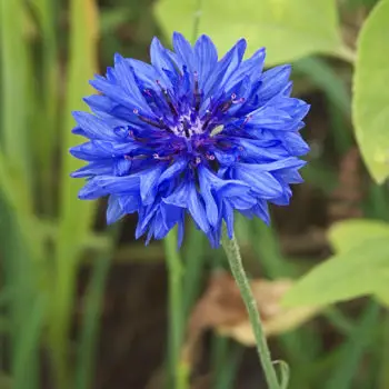 Centaurea