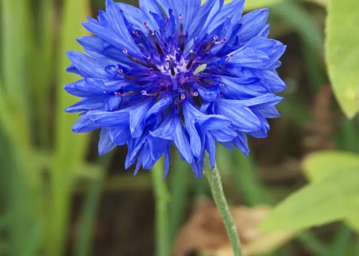 Centaurea (Cornflower; Bachelor's Button; Basket Flower)