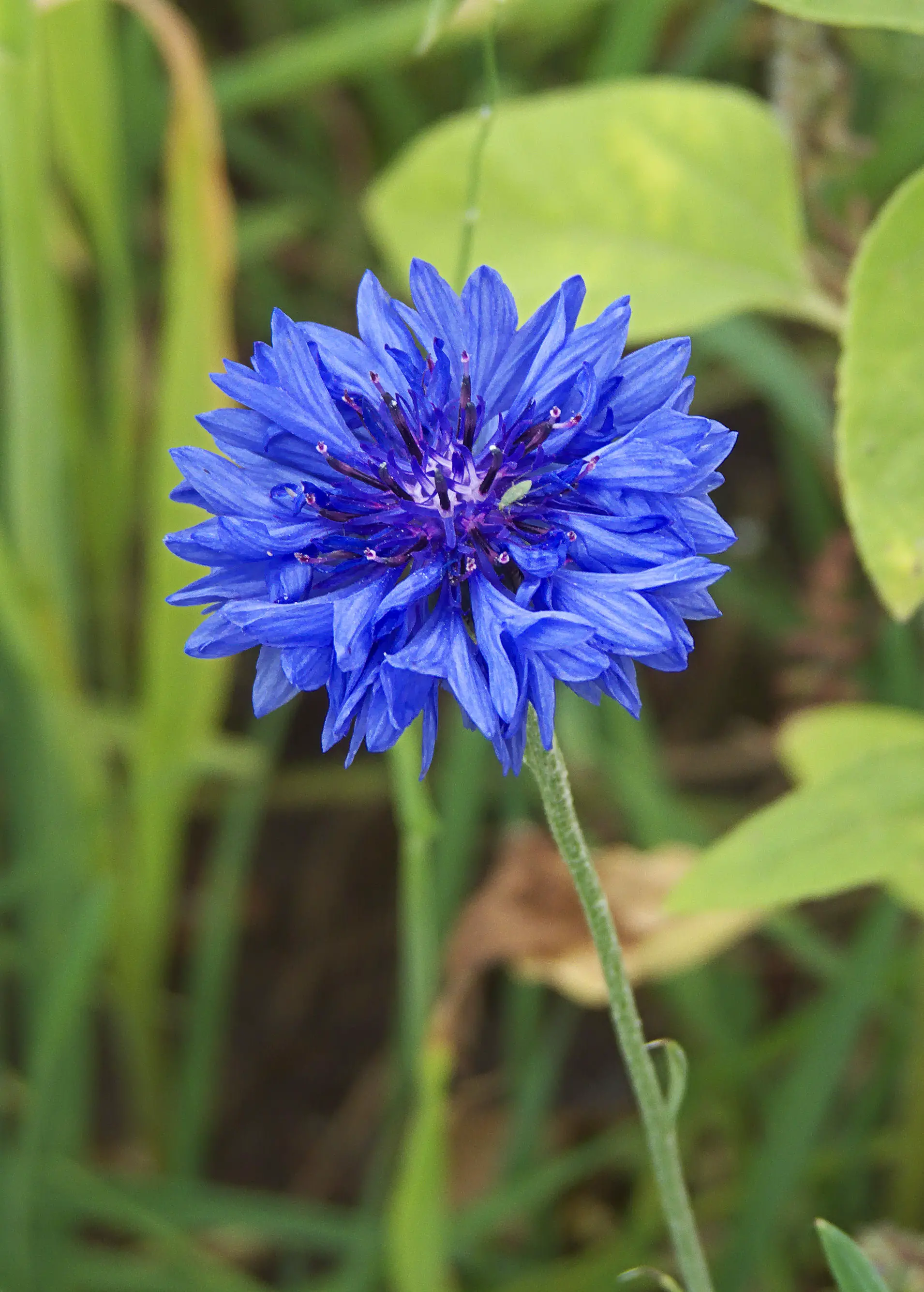 Centaurea (Cornflower; Bachelor's Button; Basket Flower) | A to Z Flowers