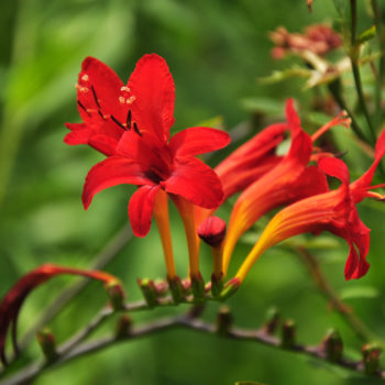 Crocosmia