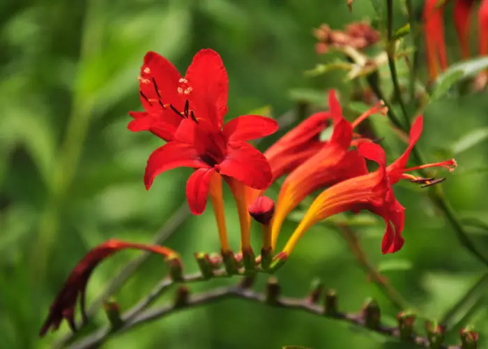 Crocosmia (Montbretia)