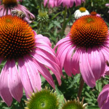 Echinacea