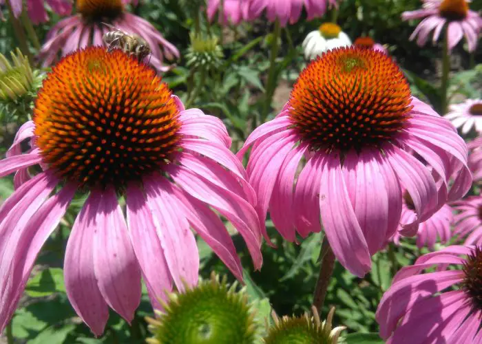 Echinacea (Coneflower)