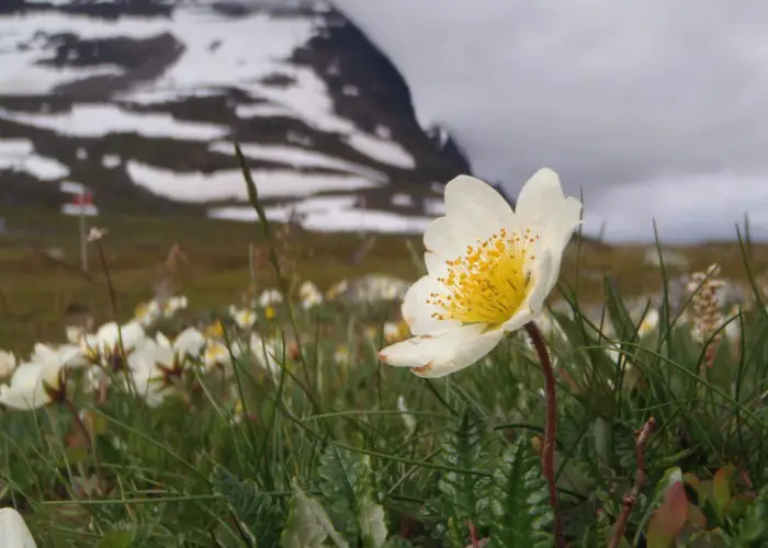 Dryas (Mountain Avens; Holtasoley)