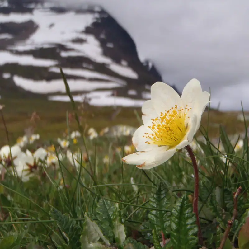 Flowers that symbolize Innocence A to Z Flowers