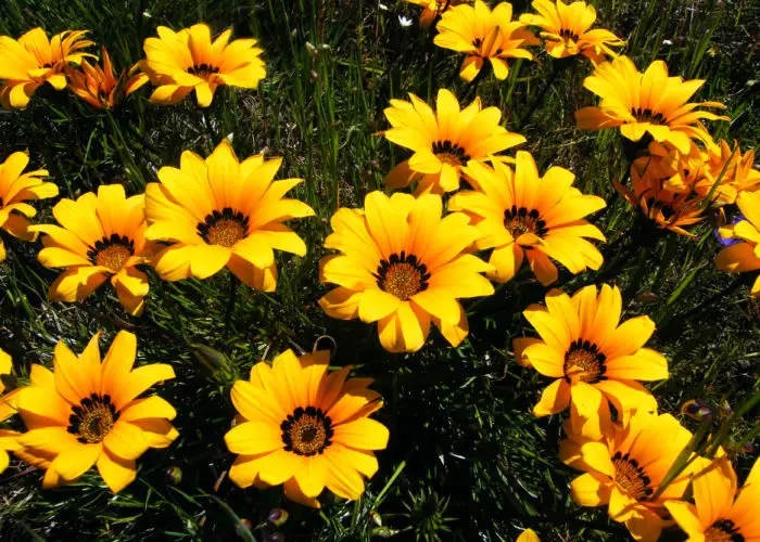 Gazania (Treasure Flower)