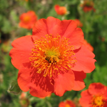 Geum