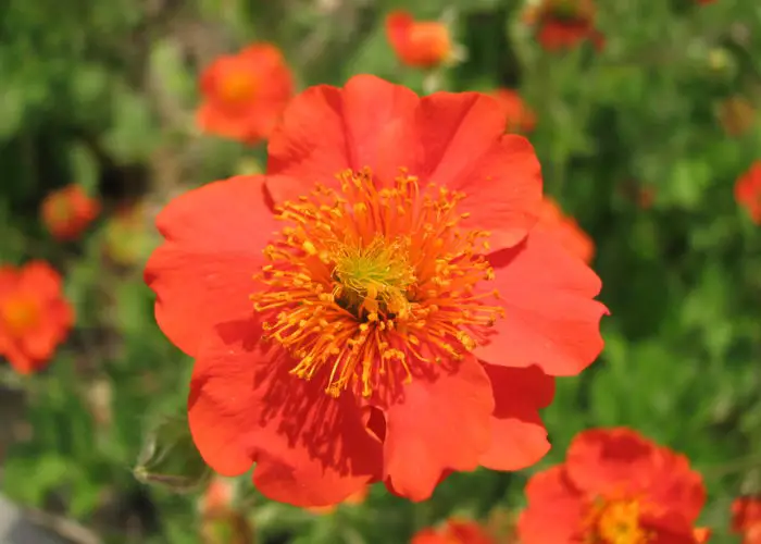 Geum (Avens)