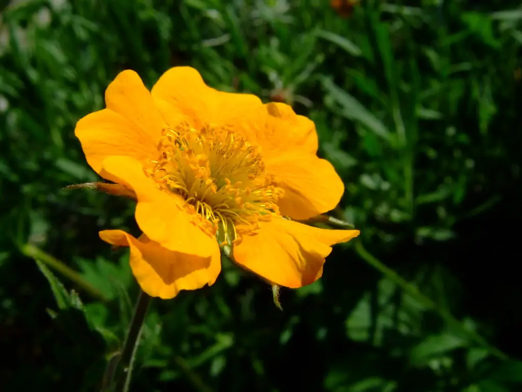Geum Avens A To Z Flowers