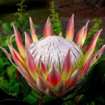 Protea