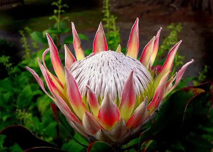 Protea (Protea)