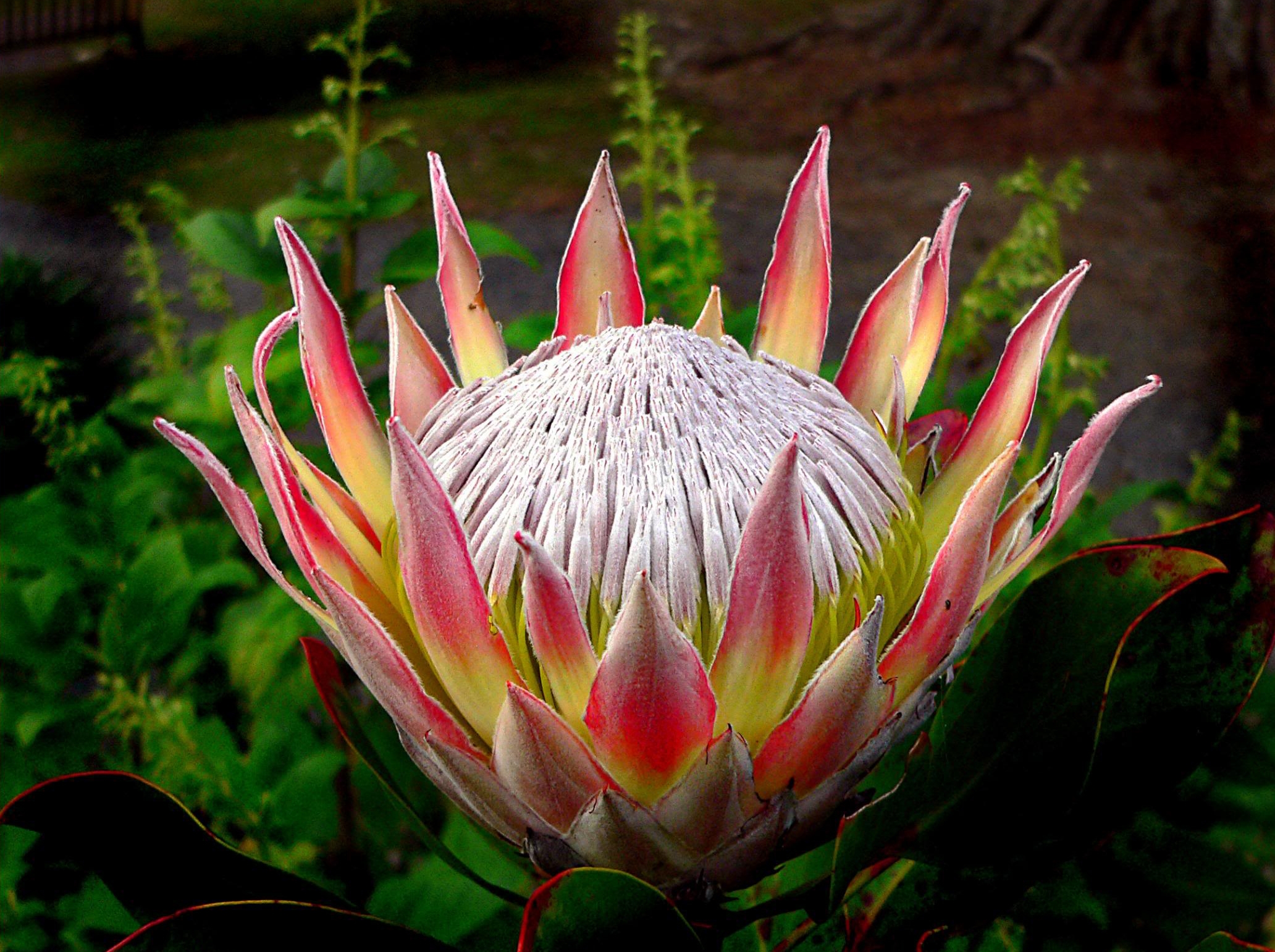 Protea (Protea) – A to Z Flowers
