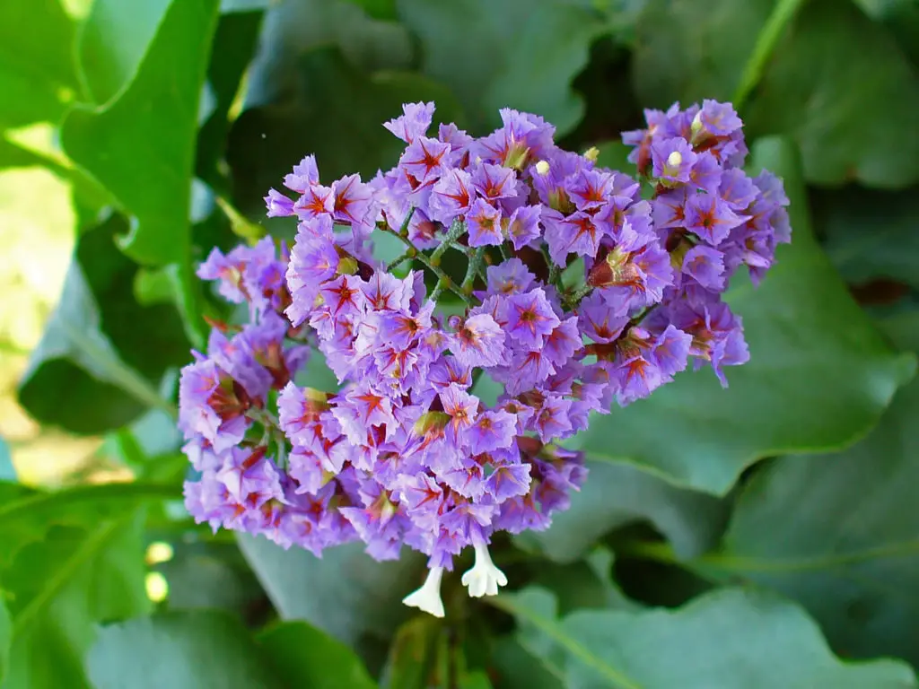 limonium statice flower lavender sea flowers meaning arborescens