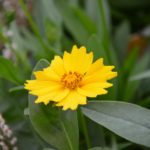 Coreopsis