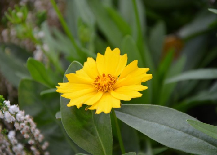 Coreopsis (Tickseed; Calliopsis)