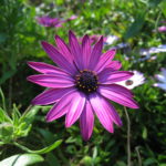 Osteospermum