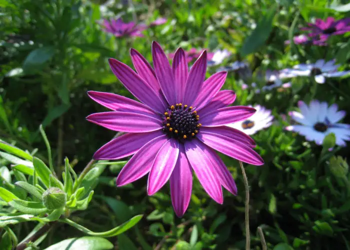 Osteospermum (African Daisy)