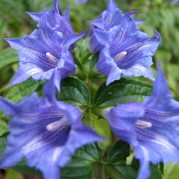 Gentiana