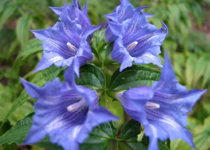 Gentiana (Gentian)