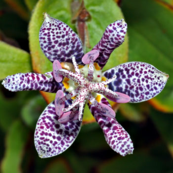 Tricyrtis