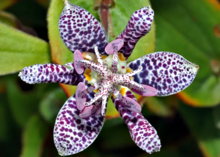 Tricyrtis (Toad Lily)