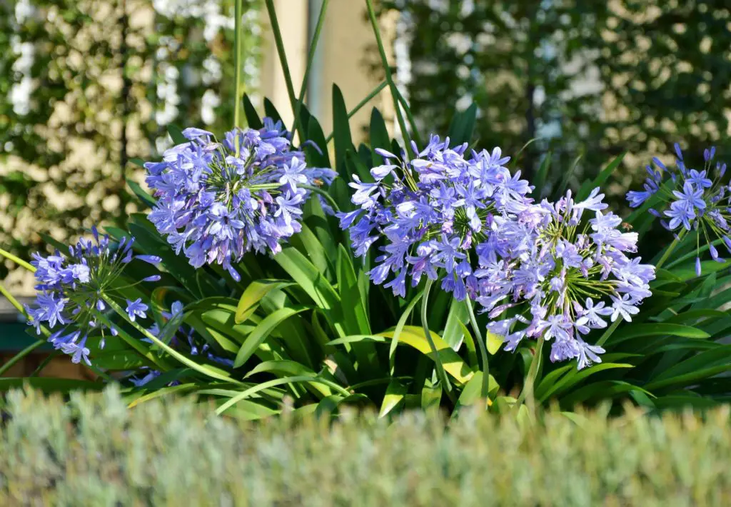 Agapanthus (African Lily; Lily of the Nile) – A to Z Flowers