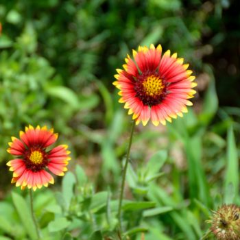 Gaillardia