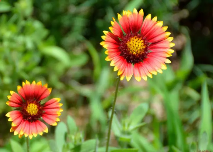 Gaillardia (Blanket Flower)