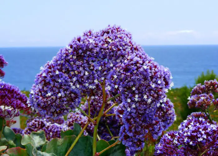 Limonium (Sea Lavender; Statice)