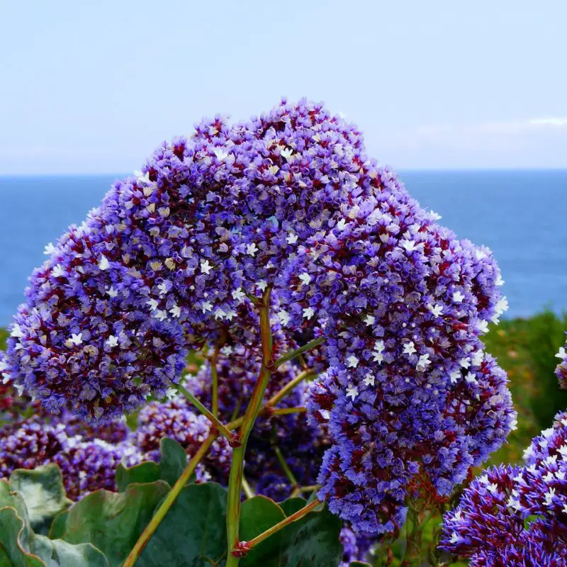 Flowers that symbolize Remembrance A to Z Flowers