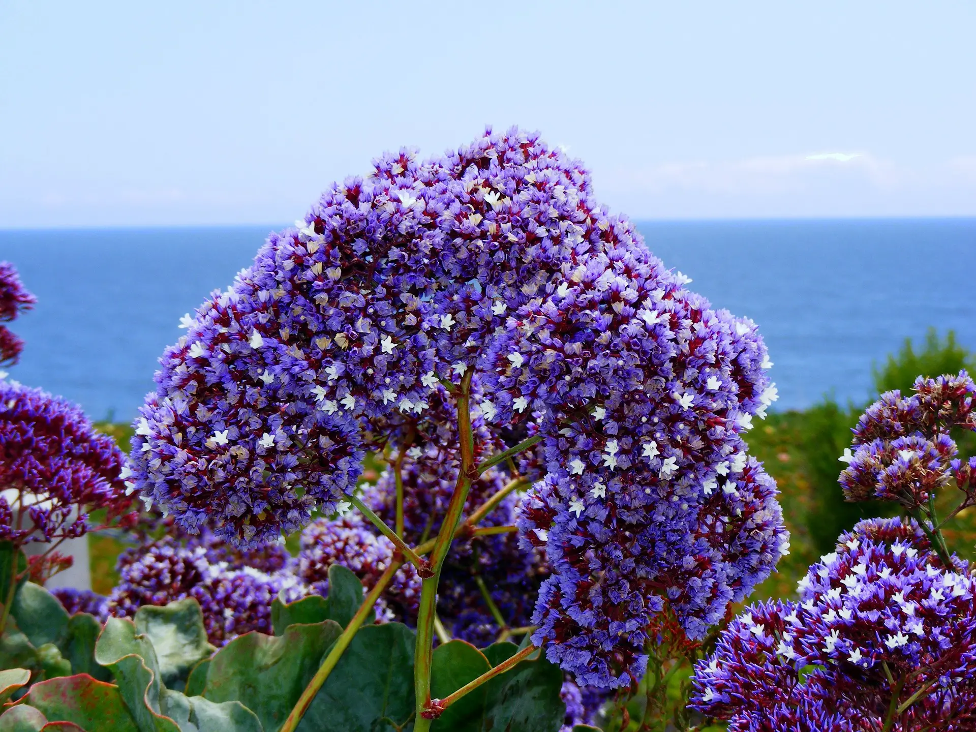 statice sea limonium lavender flower california flowers purple coastal ocean plant plants lilac wildflower flowering soothing shoreline pacific flora shrub