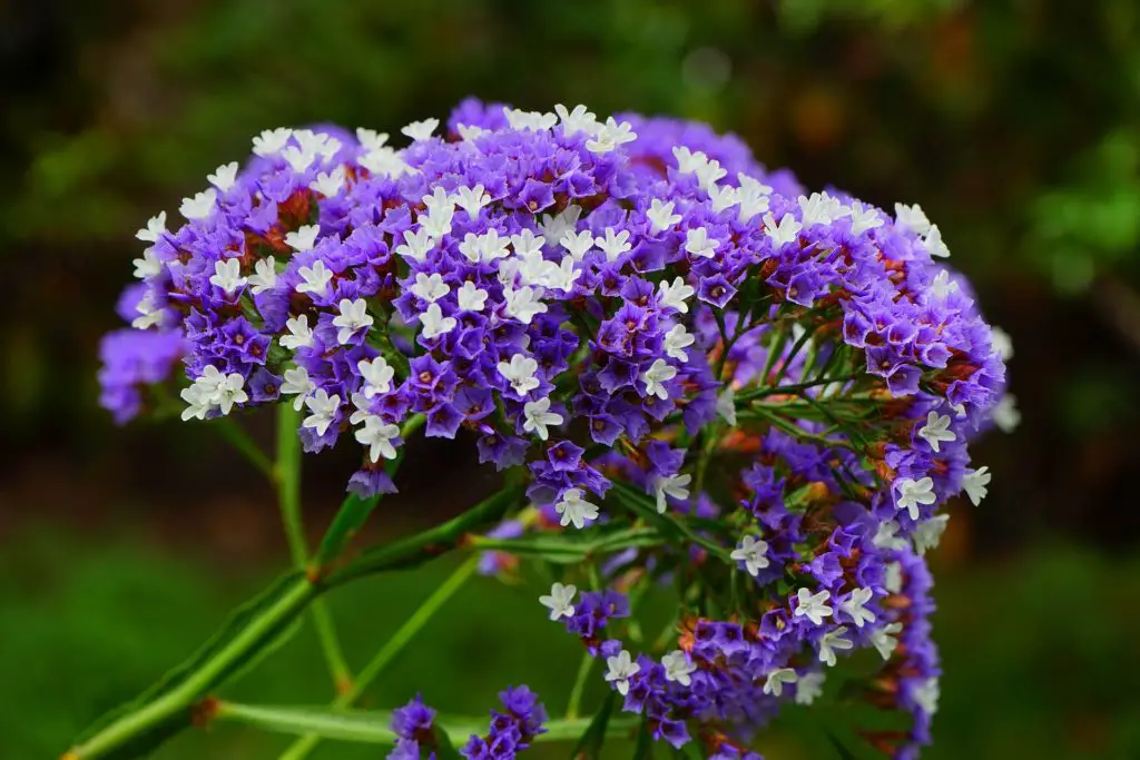 Alkhazur Ryzaev: Dark Purple Flowers Meaning - Dark Purple, Teal ...