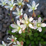 Saxifraga