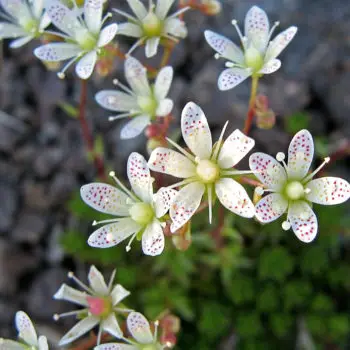 Saxifraga