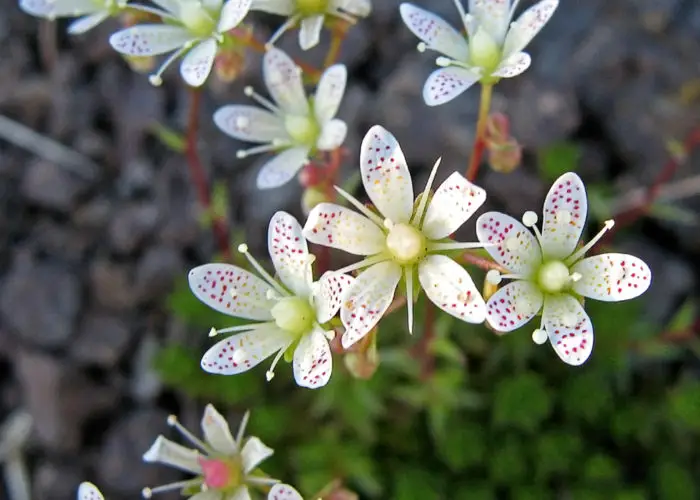 Saxifraga (Saxifrage; Rockfoil)