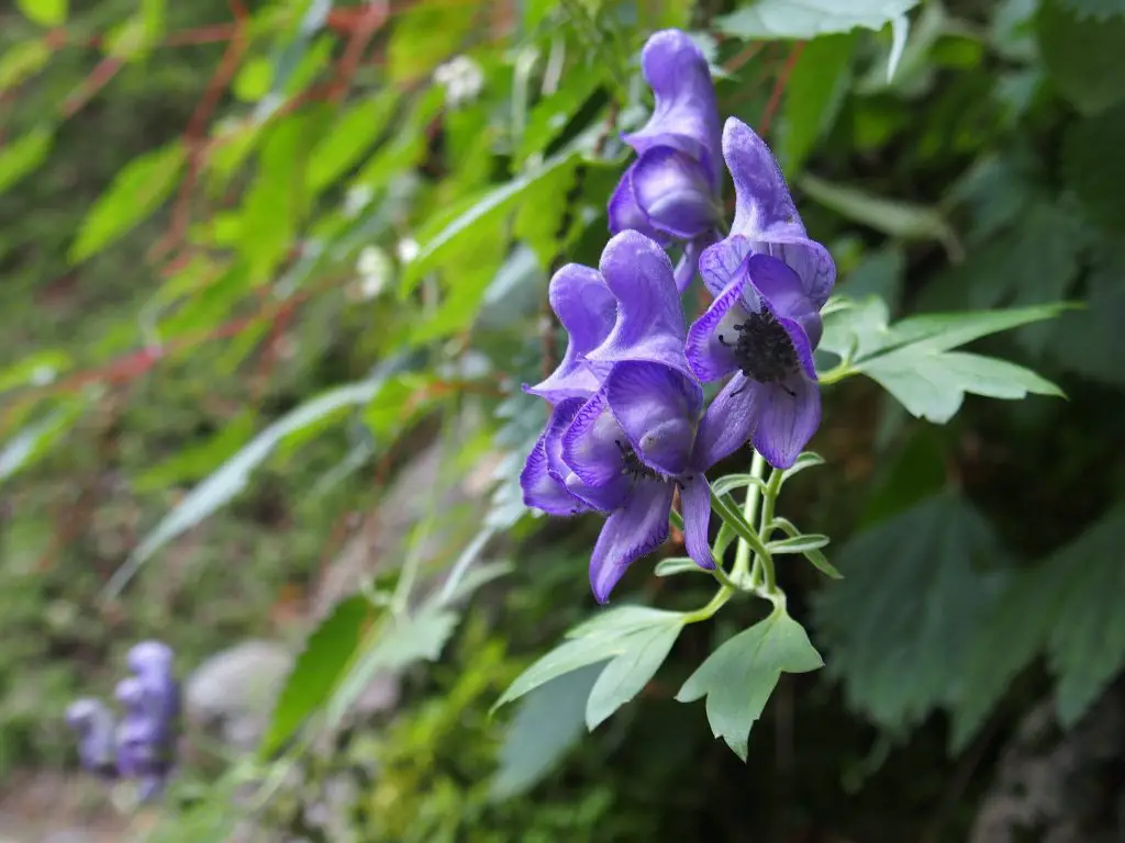 wolfsbane (aconitum) - flower meaning, symbolism and uses – a to z