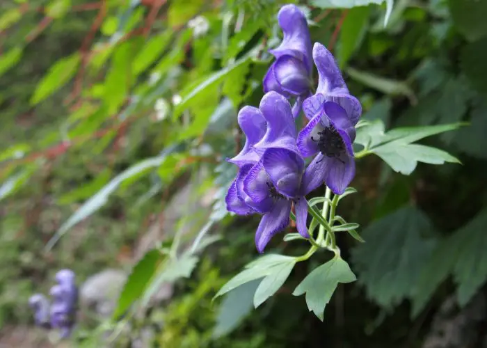 Aconitum (Aconite; Monkshood; Wolfsbane)