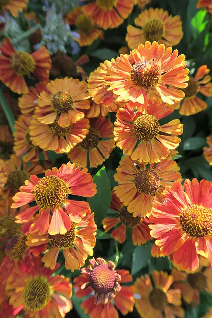 Helenium (Sneezeweed) – A to Z Flowers
