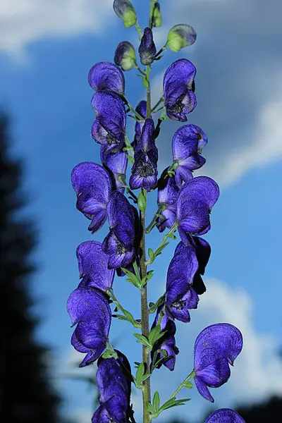 wolfsbane uses wolfsbane uses