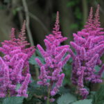 Astilbe