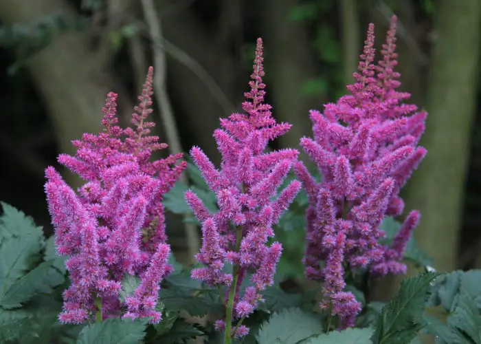 Astilbe (False Goat's Beard)