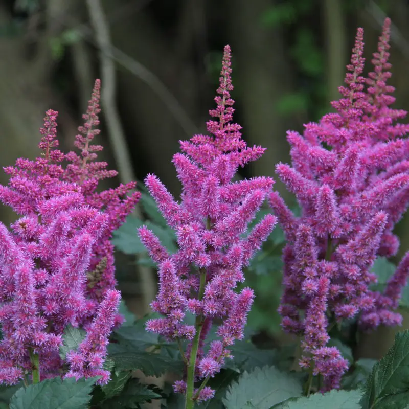 Flowers that symbolize Patience A to Z Flowers
