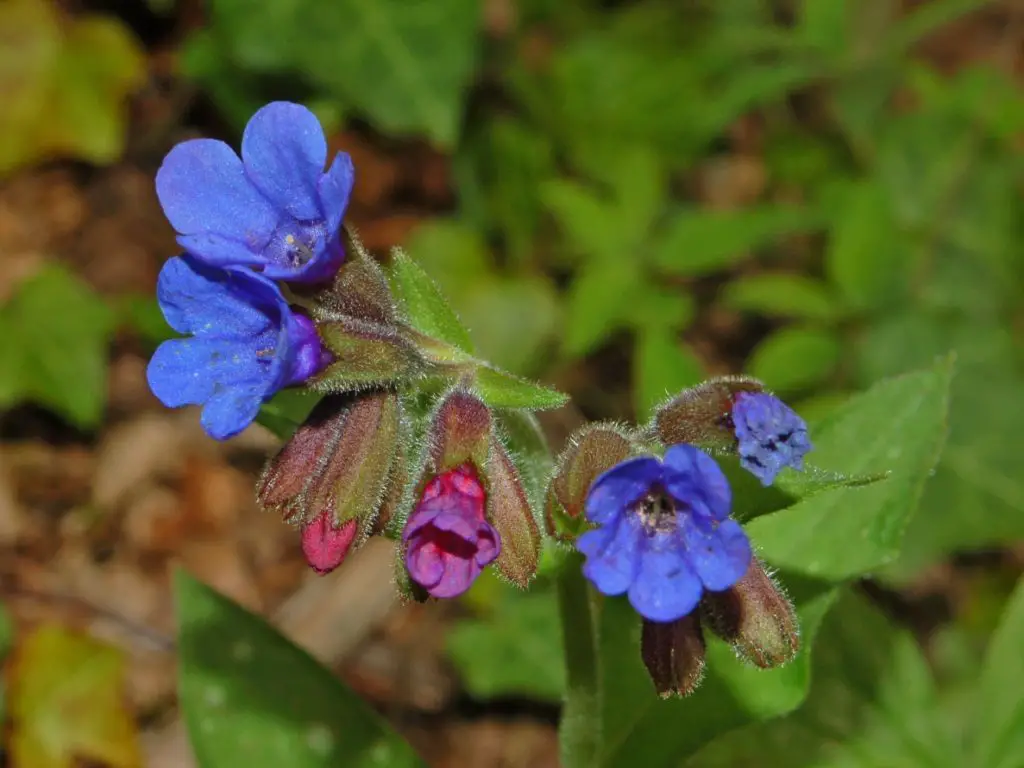 Pulmonaria Lungwort A To Z Flowers