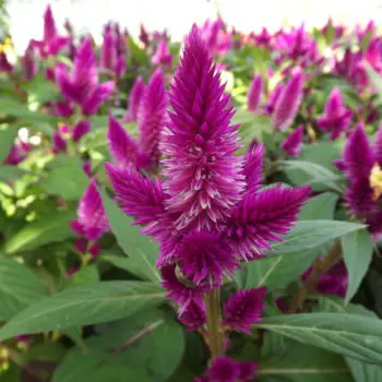 Celosia