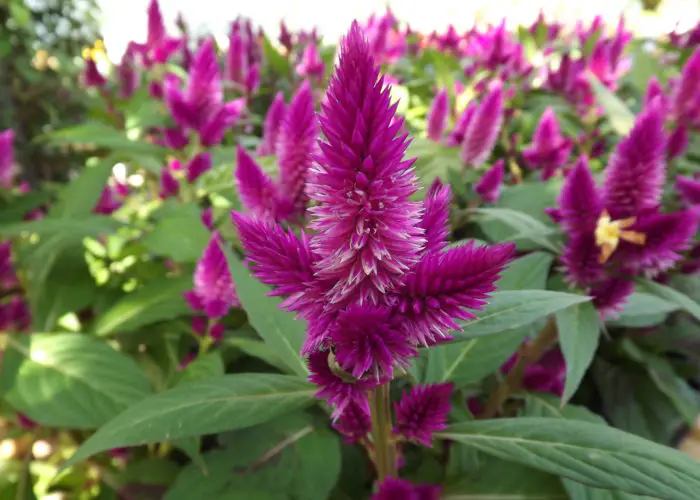 Celosia (Celosia)