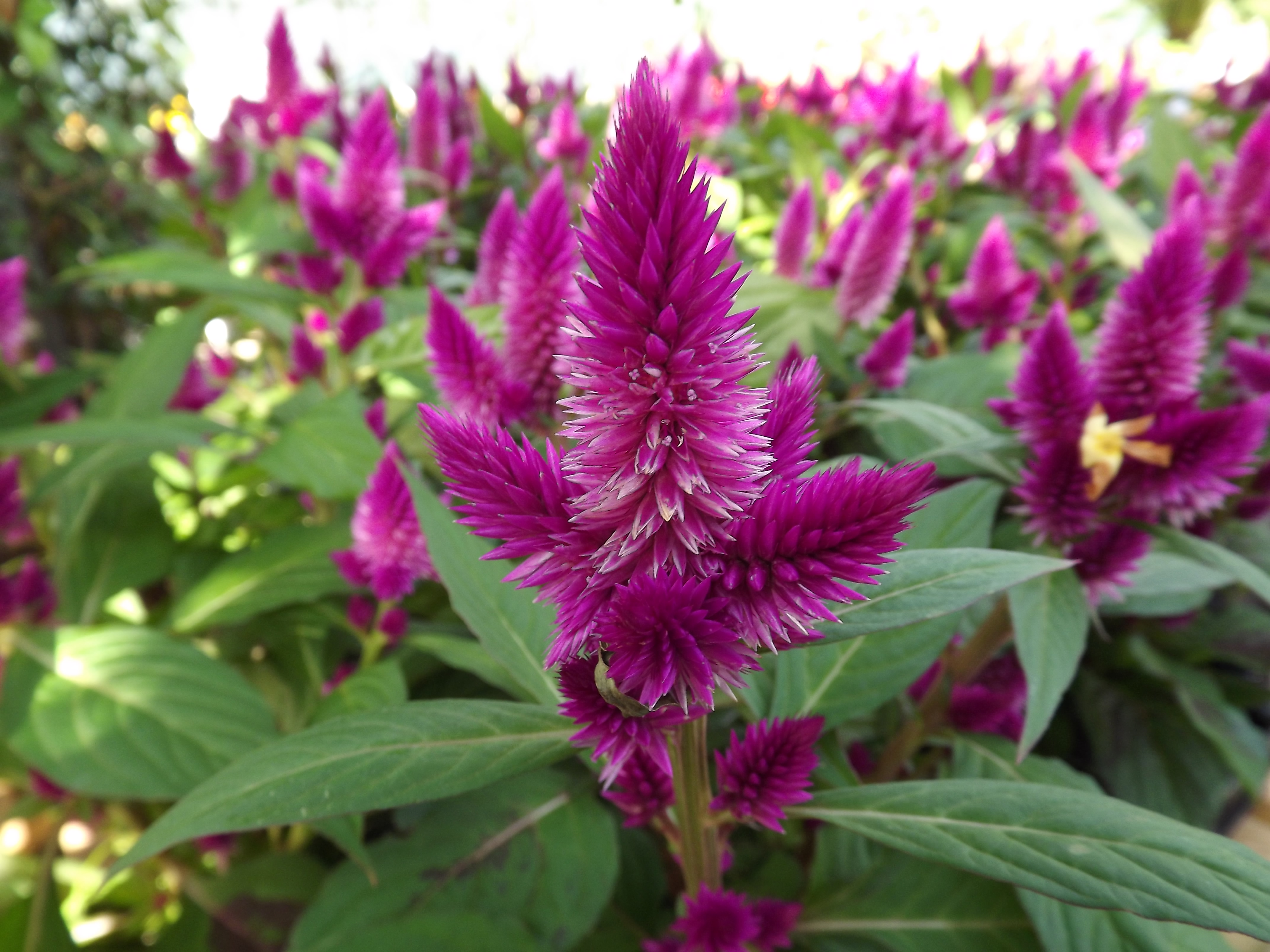 Celosia Celosia A To Z Flowers