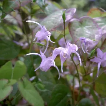 Epimedium