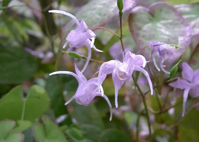 Epimedium (Barrenwort; Bishop's hat; Horny Goat Weed)